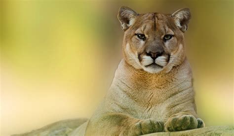 Check spelling or type a new query. Pumas Wallpaper (62+ images)