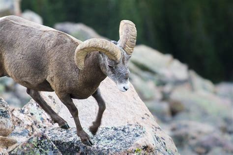A Bighorn Sheep In The Alpine Tundra Of Colorado Rockies Photograph By