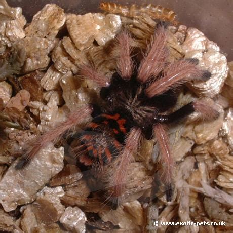 If you liked this article, then like this article here! Green Bottle Blue spiderling - Green Bottle Blue Tarantula