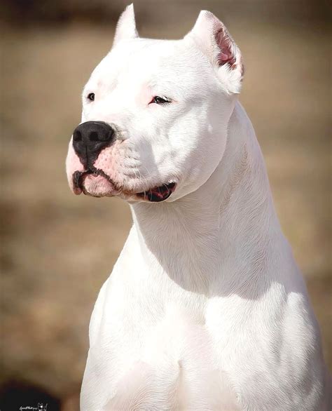 Dogo Argentino Dogo Argentino Mastiff Breeds Dog Breeds