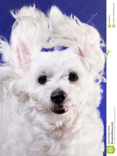 Portrait Maltese Dog Licking Its Lips Isolated On Blue Colored