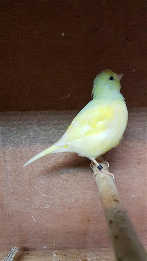 Fife And Gloster Canaries With Breeding Cages In Ch41 Wirral For £8500