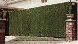 Pictures of Privacy Hedge Slats For Chain Link Fence