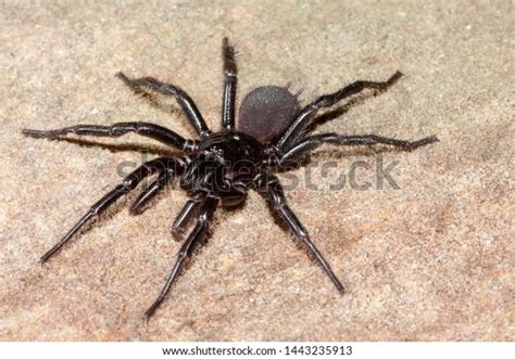 Sydney Funnelweb Spider Atrax Rubustus Stock Photo 1443235913