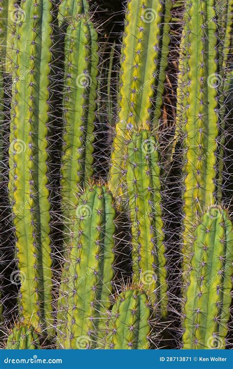 Tall Vertical Cacti From Arizona Cactus Garden Stock Image Image Of