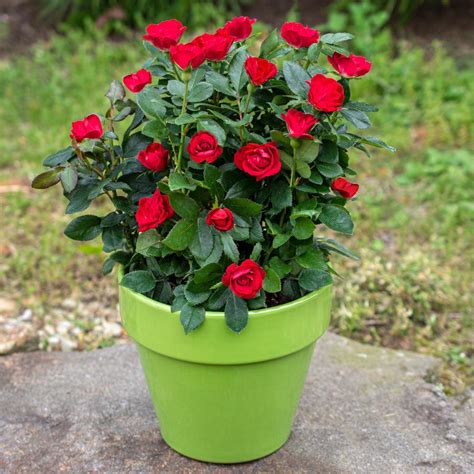 Petite Knock Out® Roses For Sale