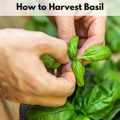 How To Harvest Basil Leaves The Artisan Life