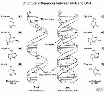 Dna Rna Coloring Worksheet Biology Between Differences