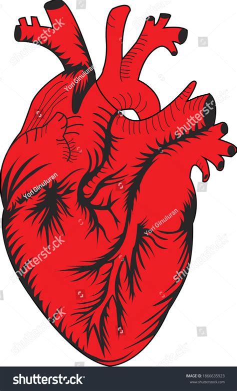 human heart anatomy vector illustration royalty free stock vector 1866635923