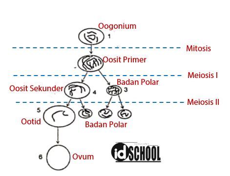 Jika jumlah tiga bilangan itu adalah 6, maka x + y =. Contoh Soal Reproduksi Sel - SMA 2 | idschool