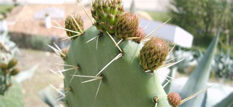 Élet+Stílus: A kaktusz mentheti meg a XXI. századot | hvg.hu