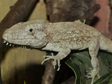 Cuban False Chameleon: Care Guide - Everything Reptiles