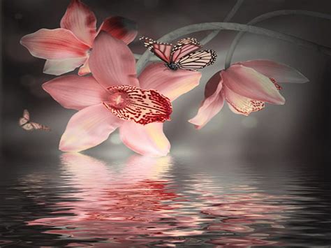 Water Reflection Orchids Butterfly Hd Wallpaper Peakpx