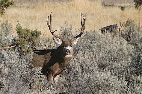 Giant Mule Deer Bucks A Gallery On Flickr