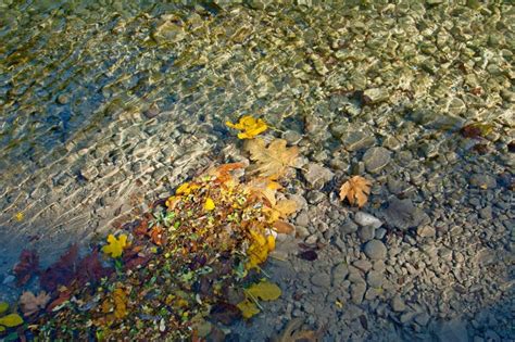 Yellow Autumn Leaves In Clear Water Of A Mountain River Stock Photo