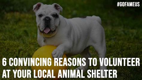 6 Convincing Reasons To Volunteer At Your Local Animal Shelter Gofameus