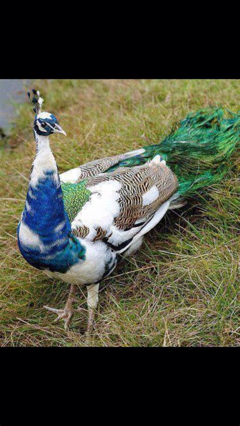 17 best images about peacocks on pinterest peacocks peacock bird and green peacock