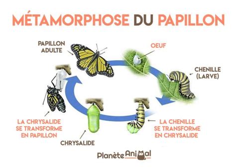 Le Cycle De Developpement Des Insectes