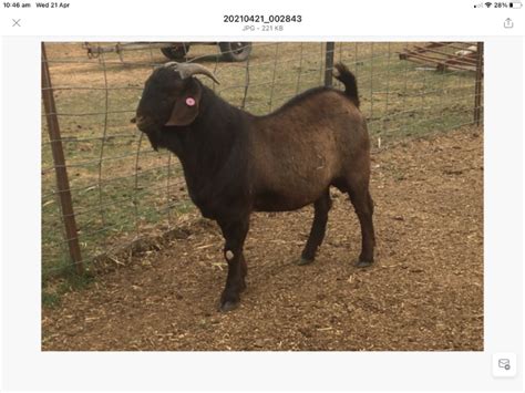 Lot 75 1 Goat Buck Auctionsplus