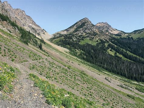 Hiking Trail Through Wildflower Meadow And Mountains North Cascades