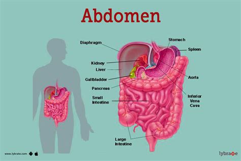 Abdominal Cavity Organs Diagram
