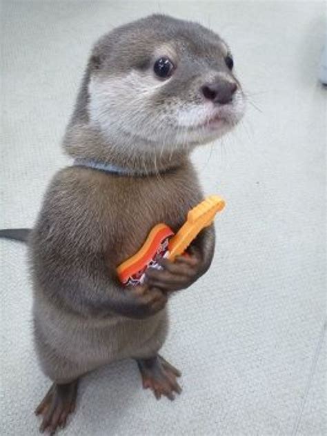 Im Here For Band Try Outs Funny Animal Memes Otters Cute Weird