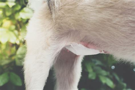 Dog Abdomen Surgery Bandage In Veterinary Clinic Stock Image Image Of