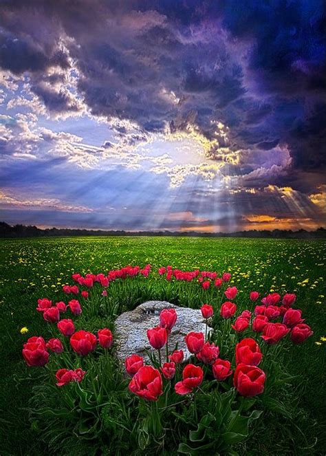 Bear Witness To The Light Greeting Card For Sale By Phil Koch