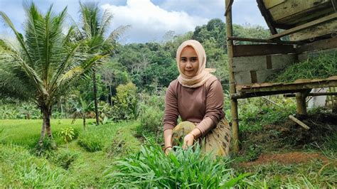 Pesona Janda Desa Cantik Dan Rajin Mencari Rumput Buat Makan Domba Di