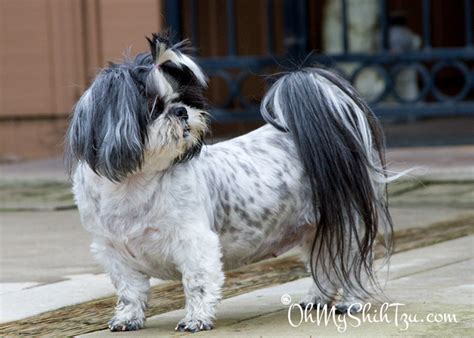 Mammary (breast) cancer in dogs. Breast Cancer in Dogs - Oh My Shih Tzu