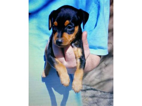 Miniature Pinscher Puppies For Sale In Pa Pottstown Puppies For Sale
