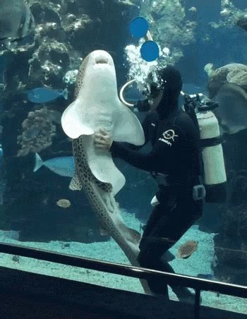 Diver Shark Diver Shark Aquarium Discover Share GIFs Shark