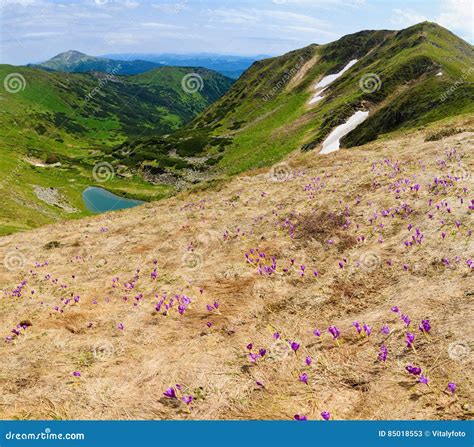 Blooming Crocus In Carpathian Stock Image Image Of Light Beauty