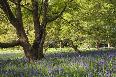 Stunning Vibrant Landscape Image Of Blubell Woods In English