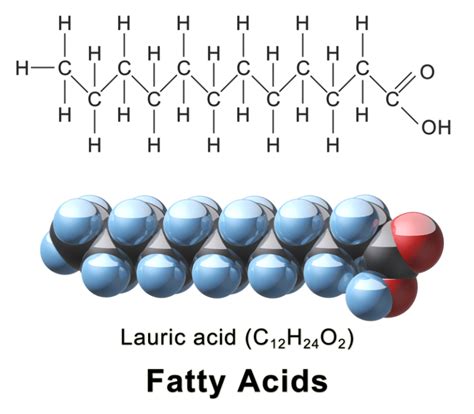 What Is The Difference Between Fatty Acid And Amino Acid Compare The