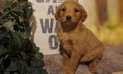 ਐਂਡਰਾਇਡ ਲਈ puppy rescue ਐਪਟਾਇਡ ਤੋਂ ਹੁਣੇ ਡਾਊਨਲੋਡ ਕਰੋ! Goldendoodle Puppy for Sale - Adoption, Rescue ...