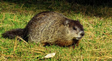 Groundhogs traps for safe and successful trapping. This Is How Much Wood A Woodchuck Could Chuck If A ...