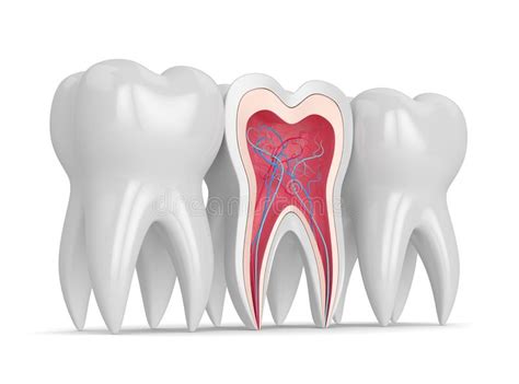 3d Render Of Teeth Cross Section With Nerves And Blood Vesselss Stock