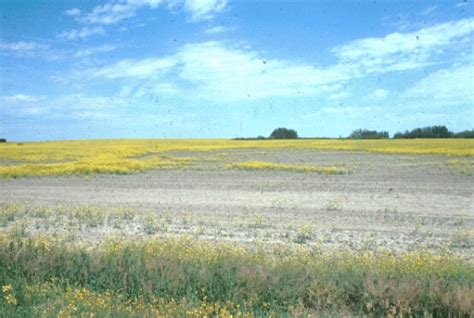 Agricultural Capability Soils Of Saskatchewan