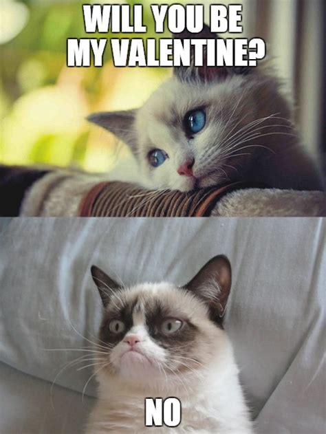 Will You Be My Valentine Cat