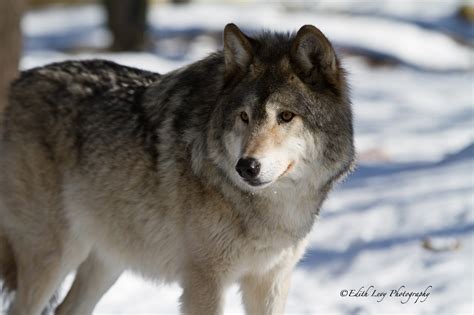 Grey Wolf Edith Levy Photography