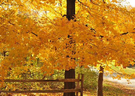 Wallpaper Sunlight Leaves Nature Branch Yellow Fence Spring
