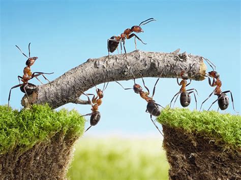 A list of the main ant species in the world. Advice - Learn About Ant Super Colonies