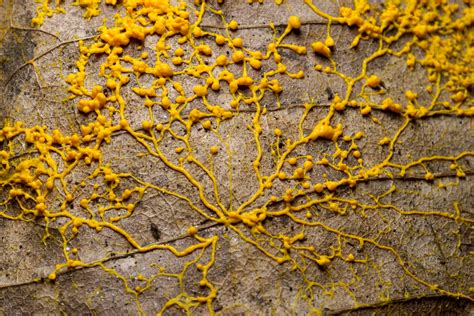 Brainless Slime Mold Builds A Replica Tokyo Subway Discover Magazine