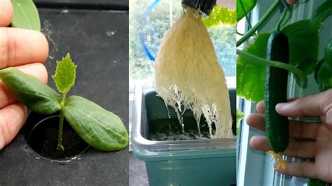Growing Hydroponic Cucumbers For The First Time Youtube