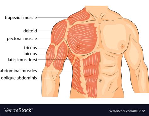 Trapezius icon vector from anatomy collection. Chest Anatomy Muscles - Anatomy Drawing Diagram