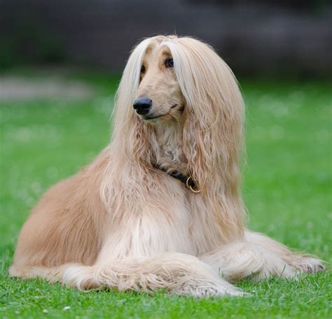 4 Long Haired Dog Breeds You Should Know About - Sunnydays Pets