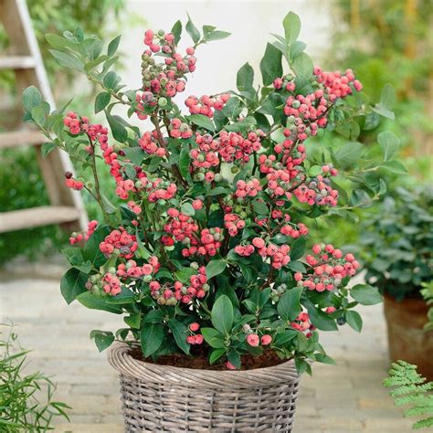 Blueberry Plants For Sale Online Pink Lemonade Easy To Grow Bulbs