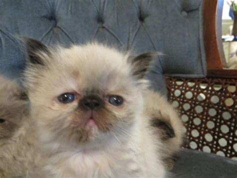 Tortie Point Himalayan Kitten For Sale In Grand Prairie Texas