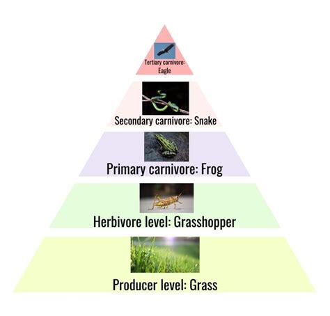 What Is A Pyramid Of Biomass Furtivum